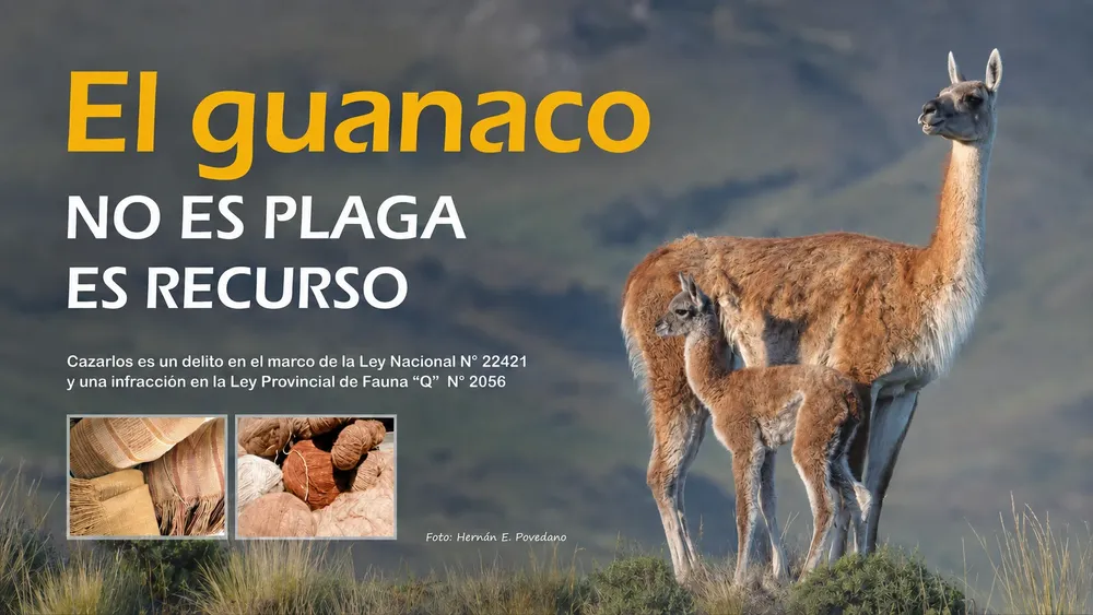 GUANACOS