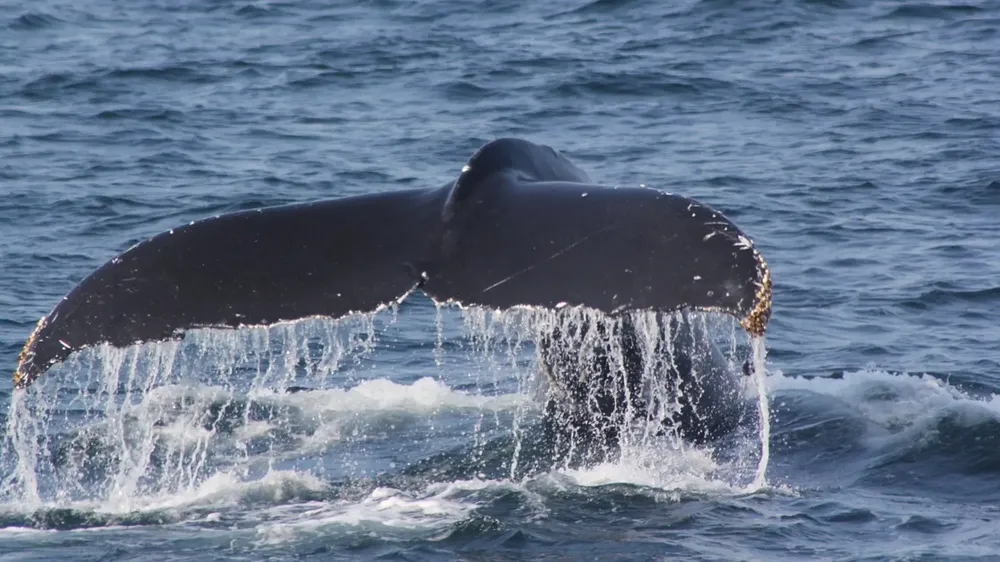 BALLENA