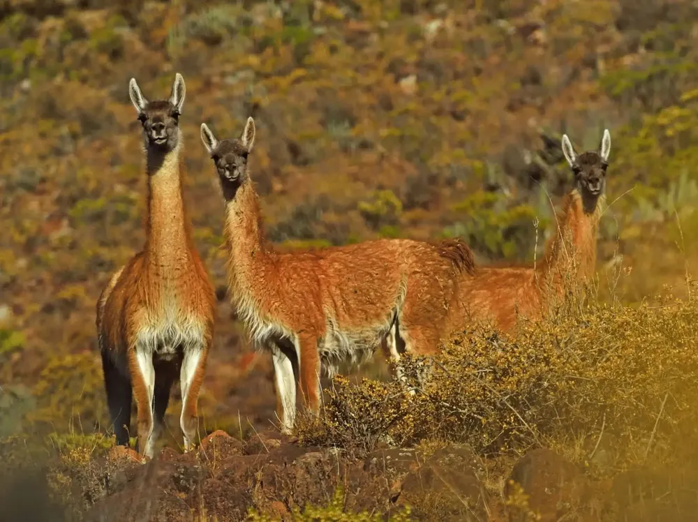 GUANACOS