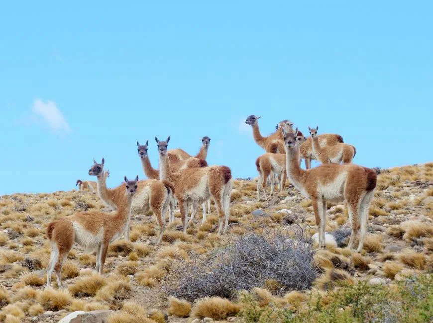 GUANACOS