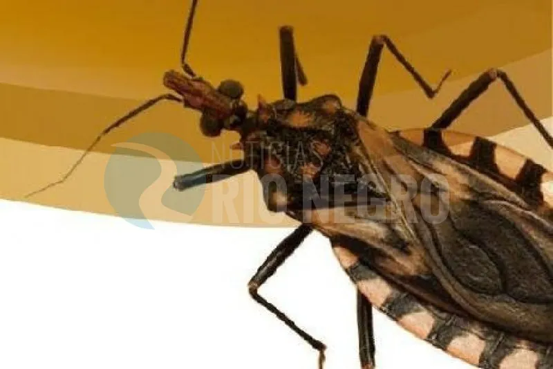 insecto chagas