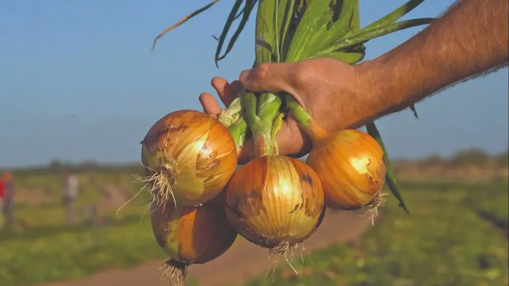 CEBOLLA