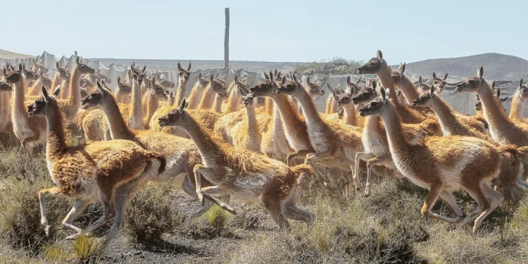 GUANACOS